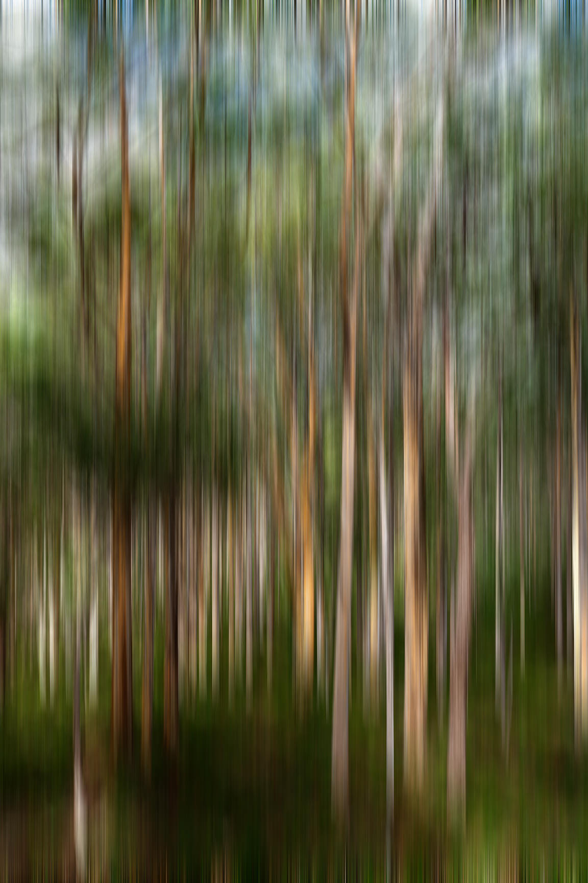 Abstract photography of forest trees