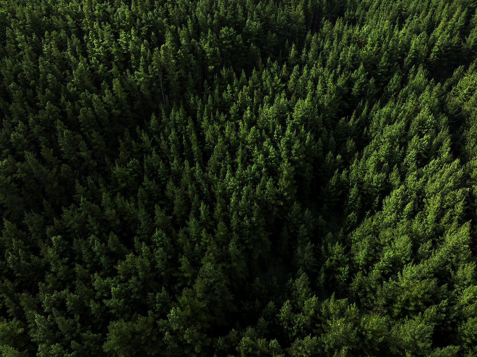 Aerial photography of wide green forest